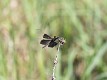 Rhyothemis braganza female (4 of 8)